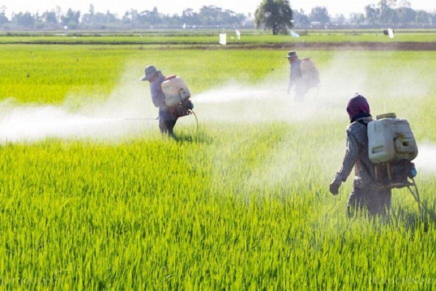 خبرنگاران مبارزه با علف های هرز در 3 هزار و 345 هکتار از کشتزارهای خبرنگاران مبارزه با علف های هرز در 3 هزار و 345 هکتار از کشتزارهای مانه و سملقان