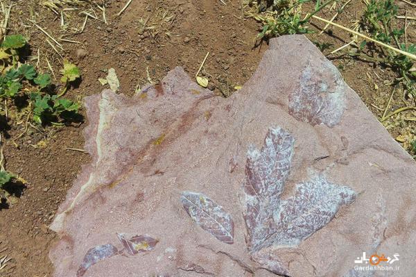 فسیل های گیاهی چند میلیون ساله در مشگین شهر کشف شد