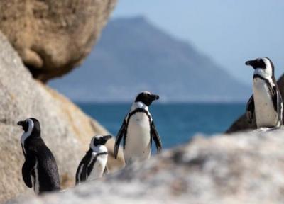 حمله زنبور های آفریقایی به 63 پنگوئن در حال انقراض!
