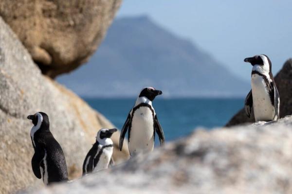 حمله زنبور های آفریقایی به 63 پنگوئن در حال انقراض!