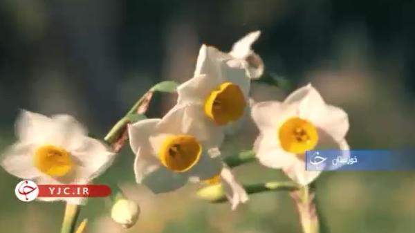 فراوری 95 میلیون شاخه گل نرگس در خوزستان