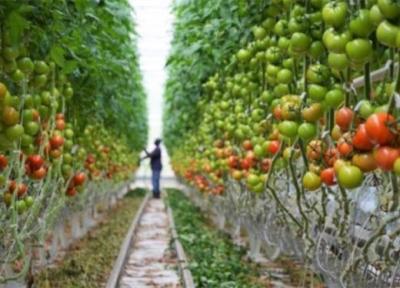 معین مهلت قانونی برای ممنوعیت صادرات محصولات کشاورزی در سال آینده