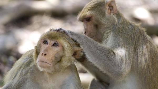 ماجرای رهاسازی میمون ها در جنگل های شمال چیست؟