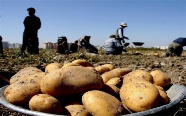 اقدام وزارت جهادکشاورزی برای کاهش قیمت سیب زمینی