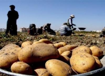 اقدام وزارت جهادکشاورزی برای کاهش قیمت سیب زمینی